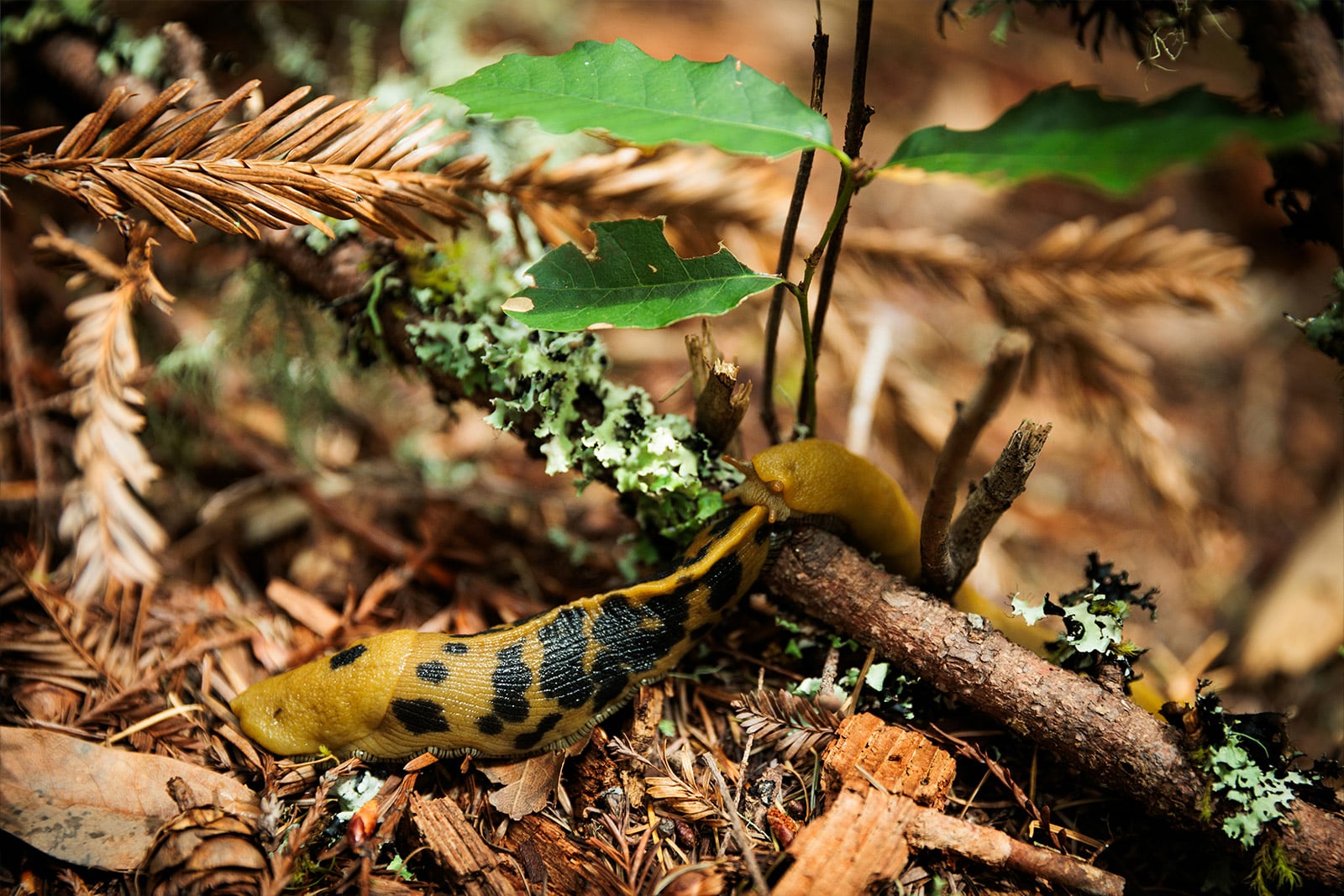 Two yellow slugs in a forest setting, one with a distinctive black-spotted pattern on its yellow body and the other a solid yellow, crawling over damp earth, fallen leaves, and a moss-covered branch.