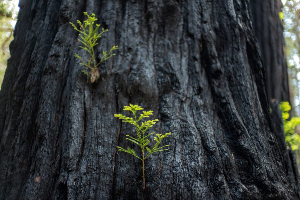 close up of new green sprouts on a redwood tree
