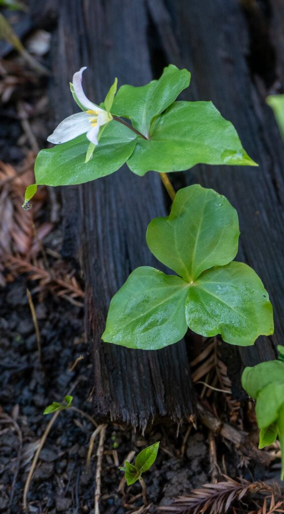 a white trillium flower blooms on the forest floor