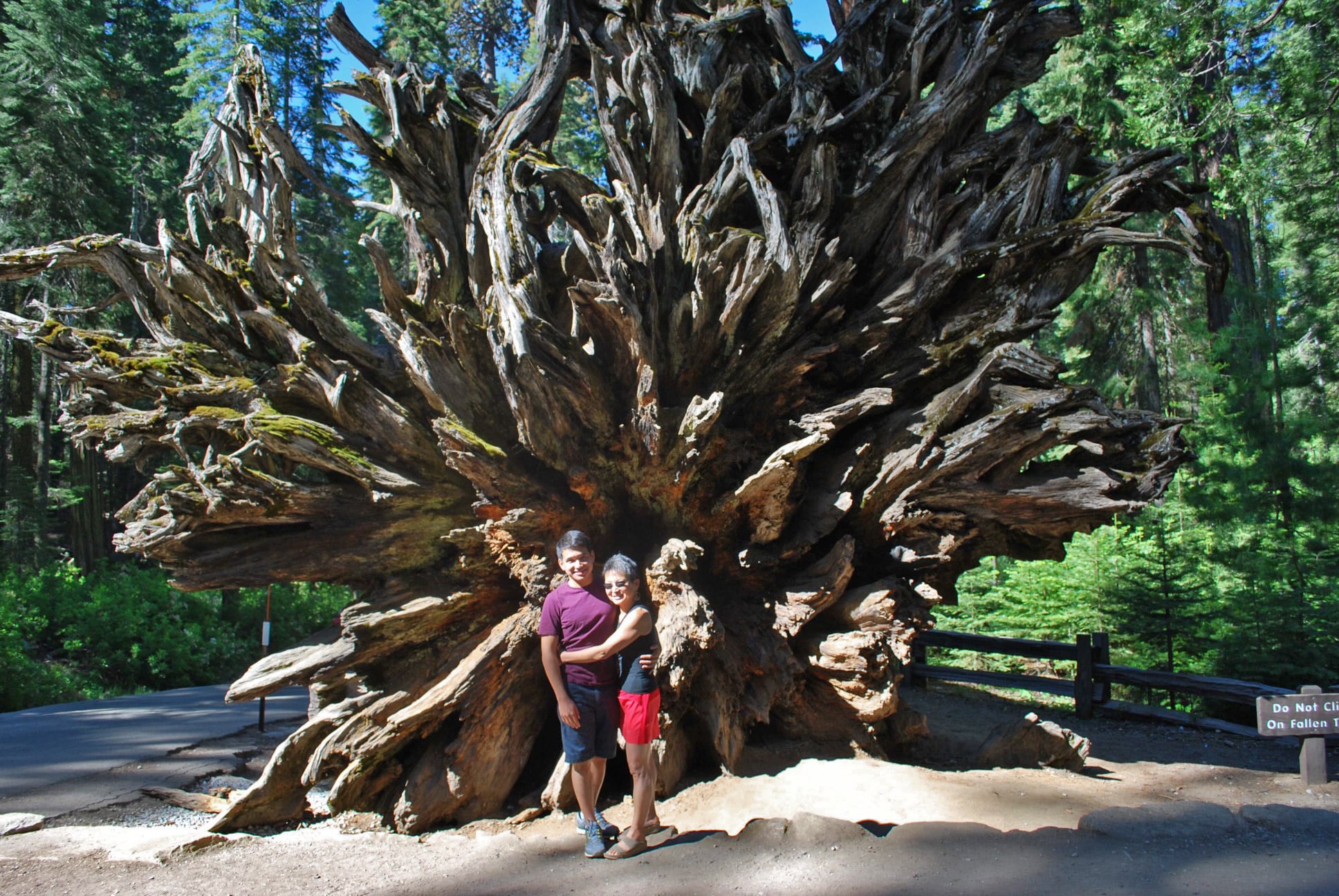 A man and an older woman embrace in front of a huge, uprooted redwood stump with sprawling roots in a forest.