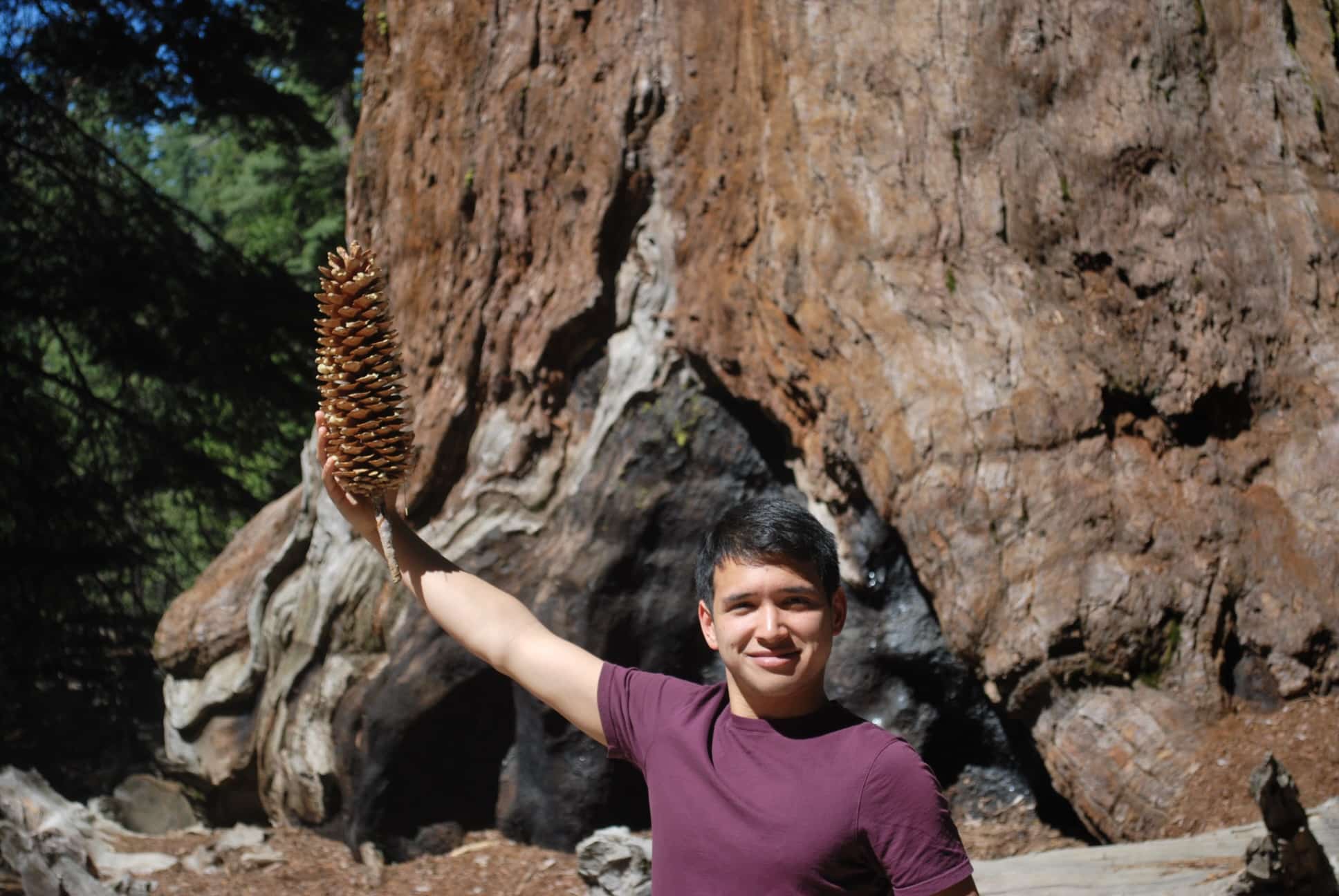 A man wearing a marron shirt holds out a large sugar pine cone, standing in front of a giant sequoia.
