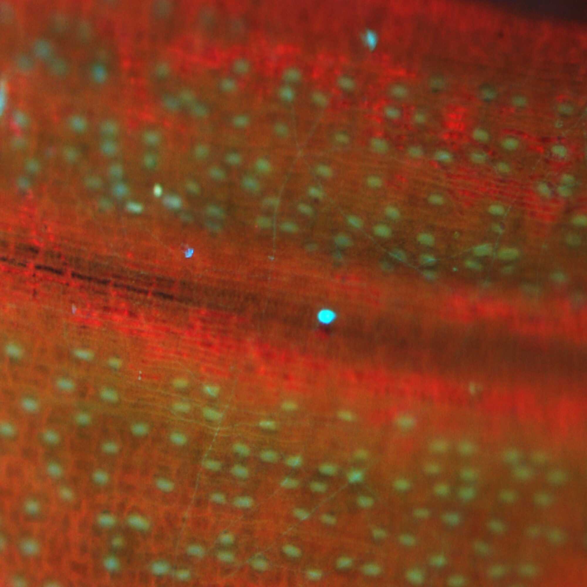 Tiny green dots in a field of red and orange.