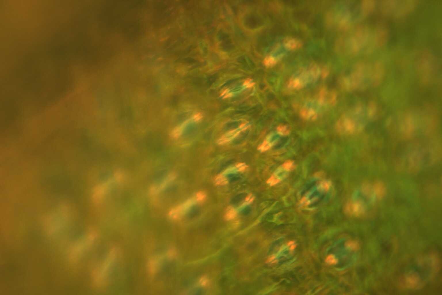 Yellowish green patterns with bead-like dashes slanting from the upper right to lower left corner
