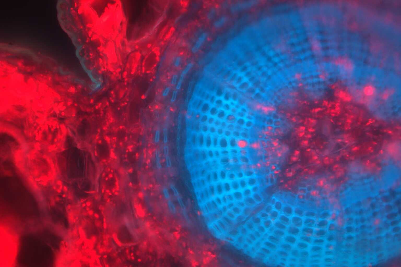 A blue circle in a splattering of bright, neon red.