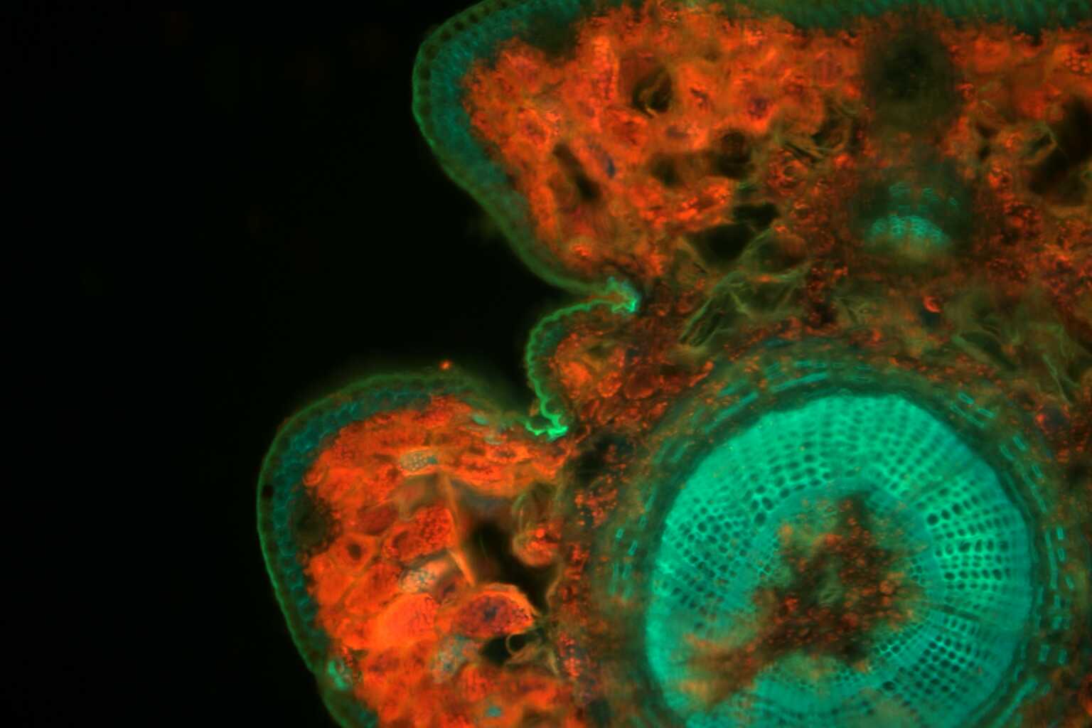 Irregular shape in orange and green depicting the cross section of a redwood leaf.