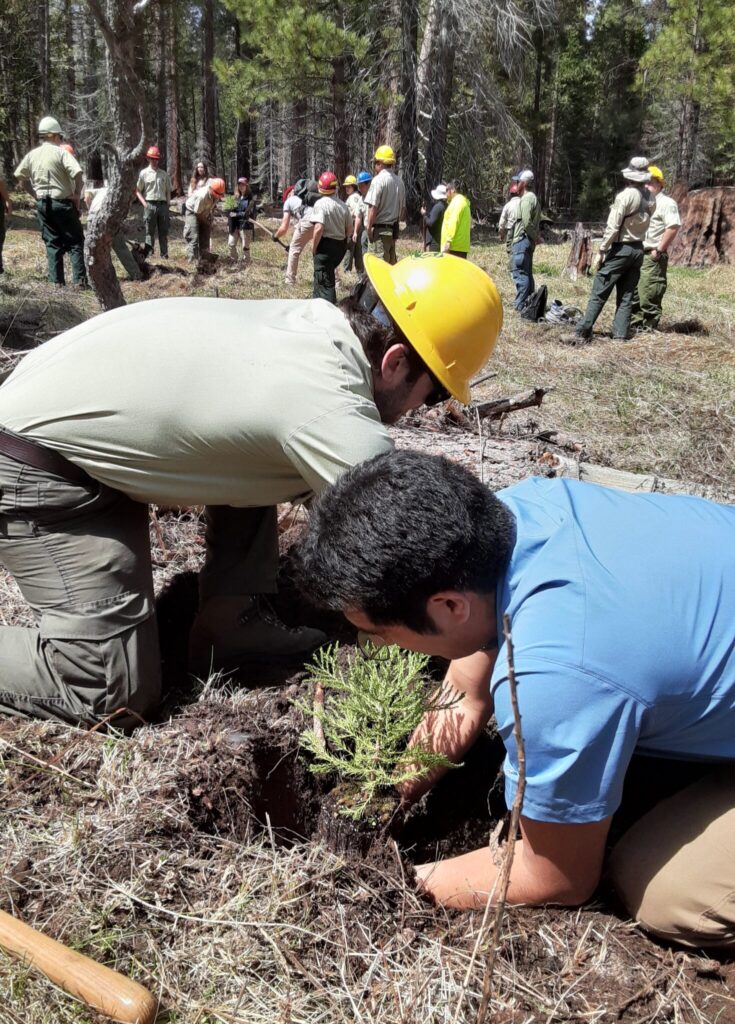 Two men, one in a yellow hard hat, are on their knees digging holes and planting trees