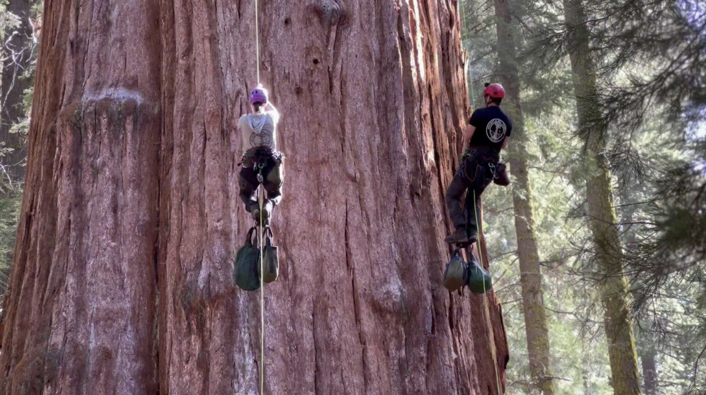 Two people on ropes ascend a giant tree