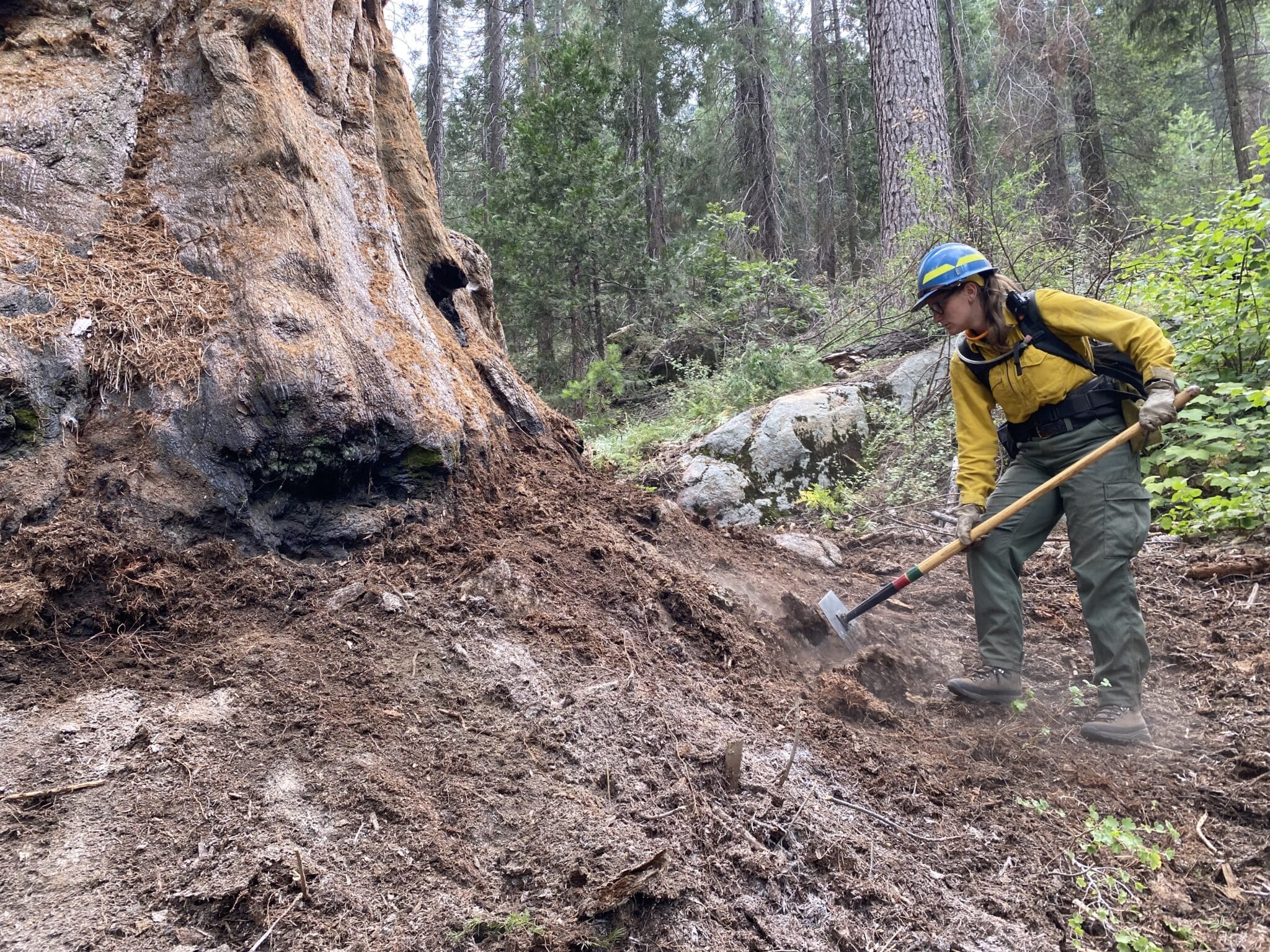 A woman scrapes at the ground near the base of a giant tree using a tool