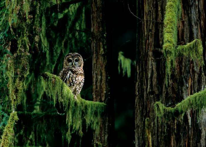 Northern Spotted Owl perched on moss covered branch.
