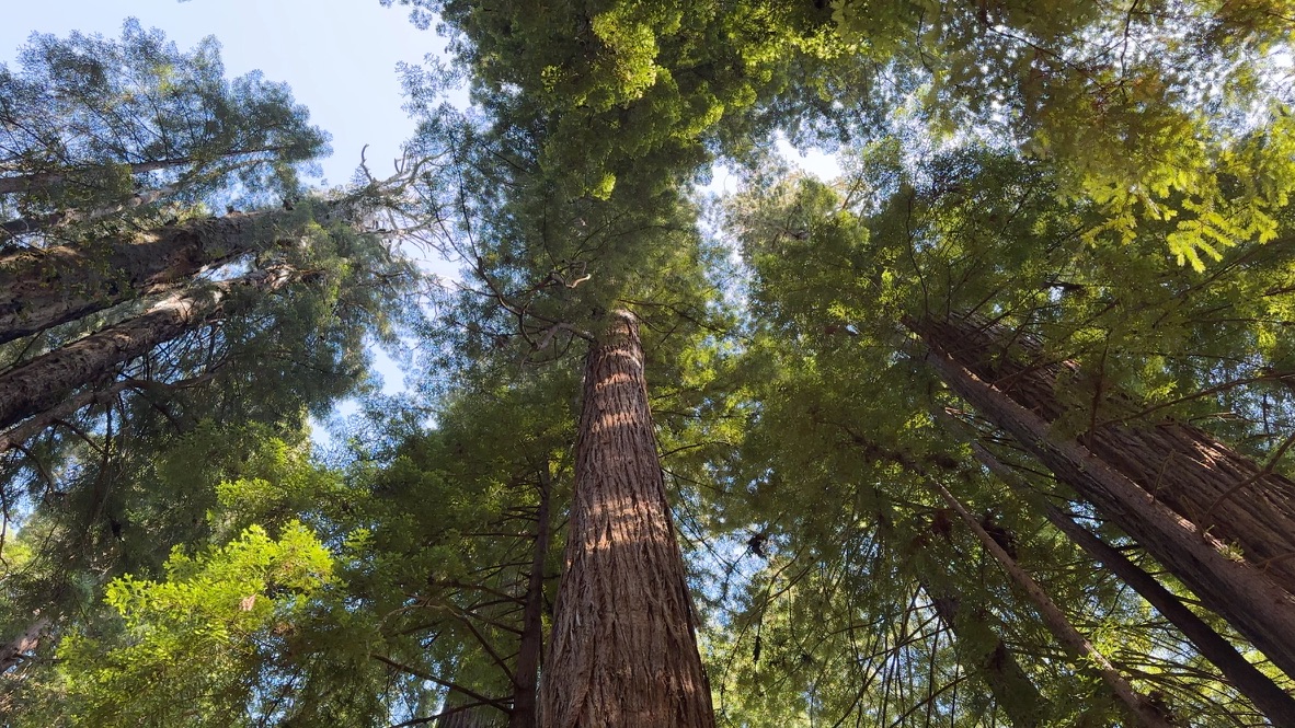 Tree canopy as viewed from below