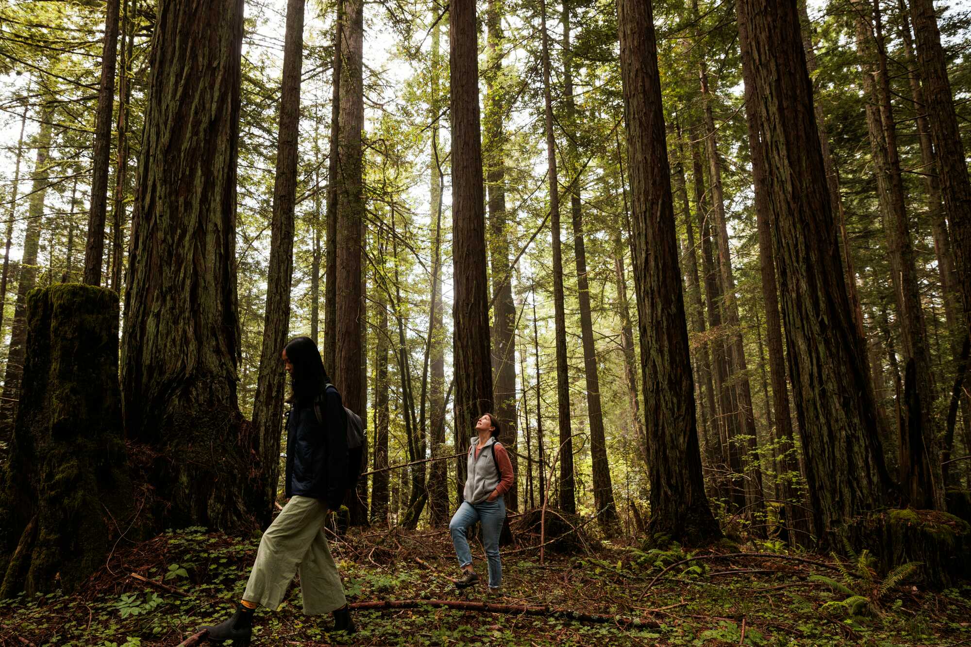Two women hike through the woods with one looking up toward the canopy