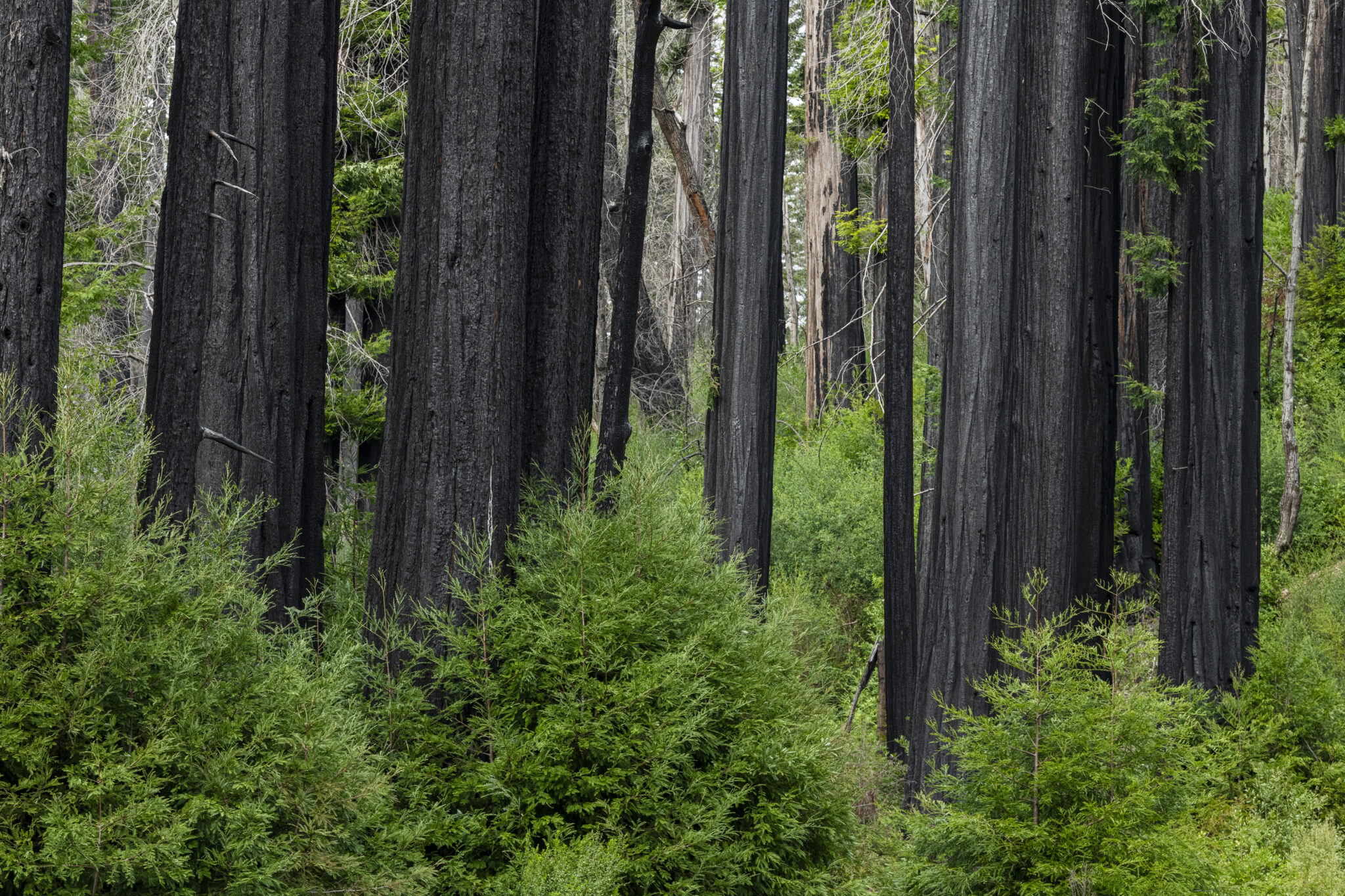 Grey tree trunks emerge from a bright green understory