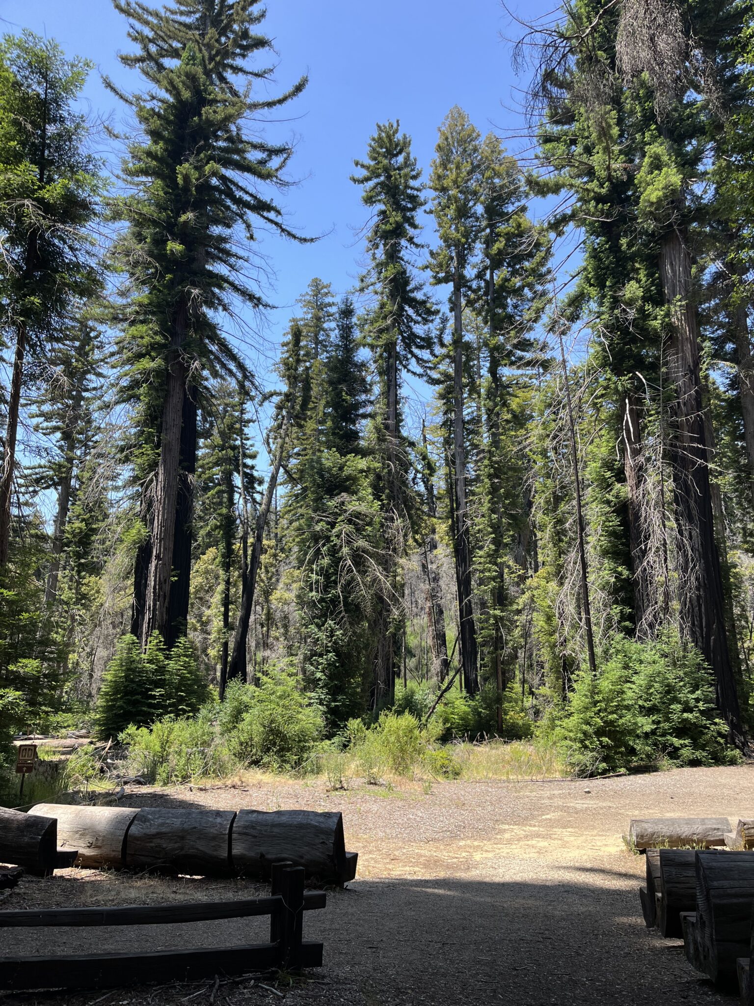 Redwood trees with a fallen log in the foreground
