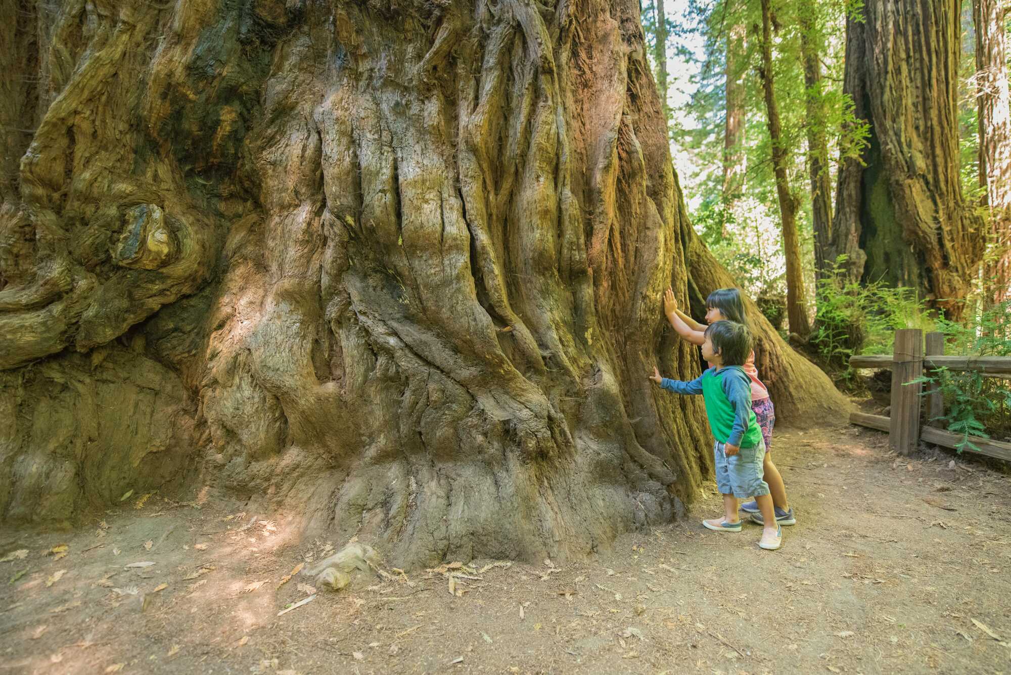 Two young children place their hands on the trunk of a massive coast redwood.