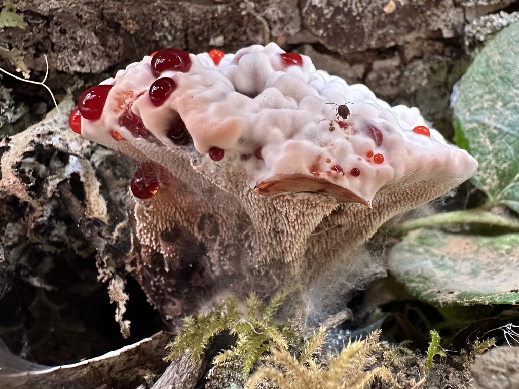 A white mushroom with red drops that resemble blood.
