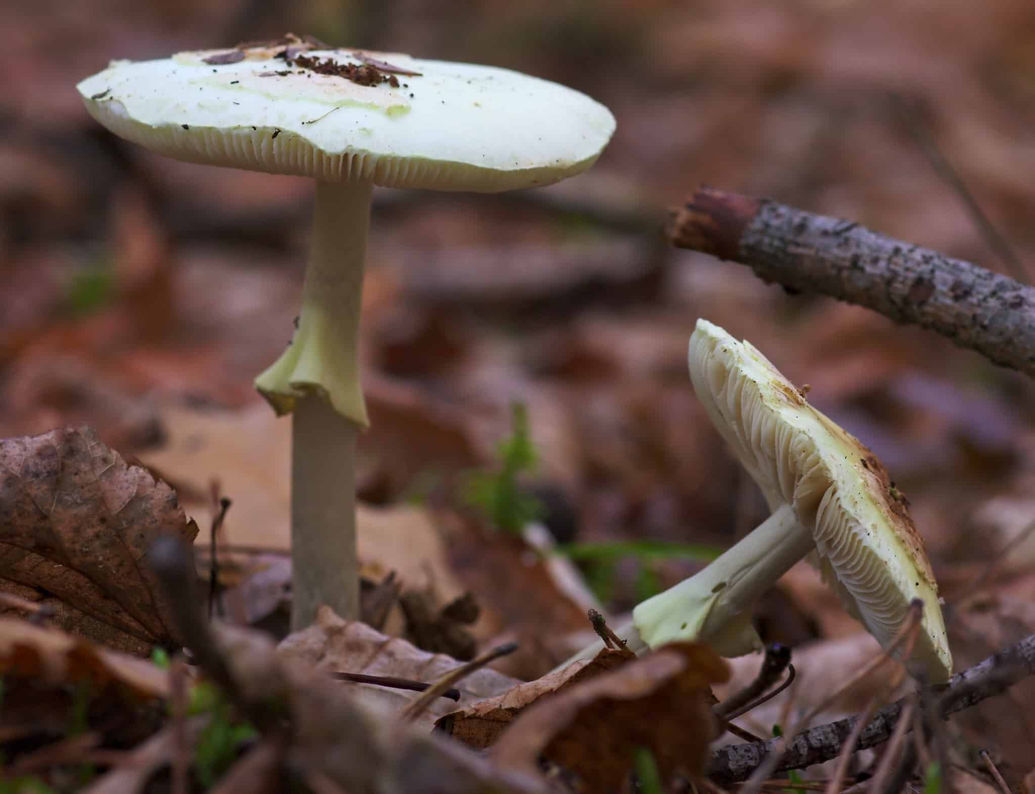 Two white mushrooms with flat white caps on a forest floor with dead leaves