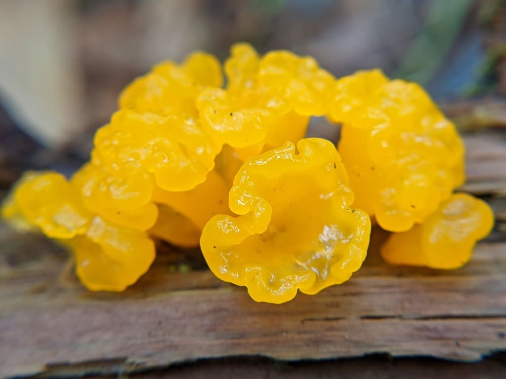A bright yellow gelatinous looking blob of a fungus on a piece of wood.