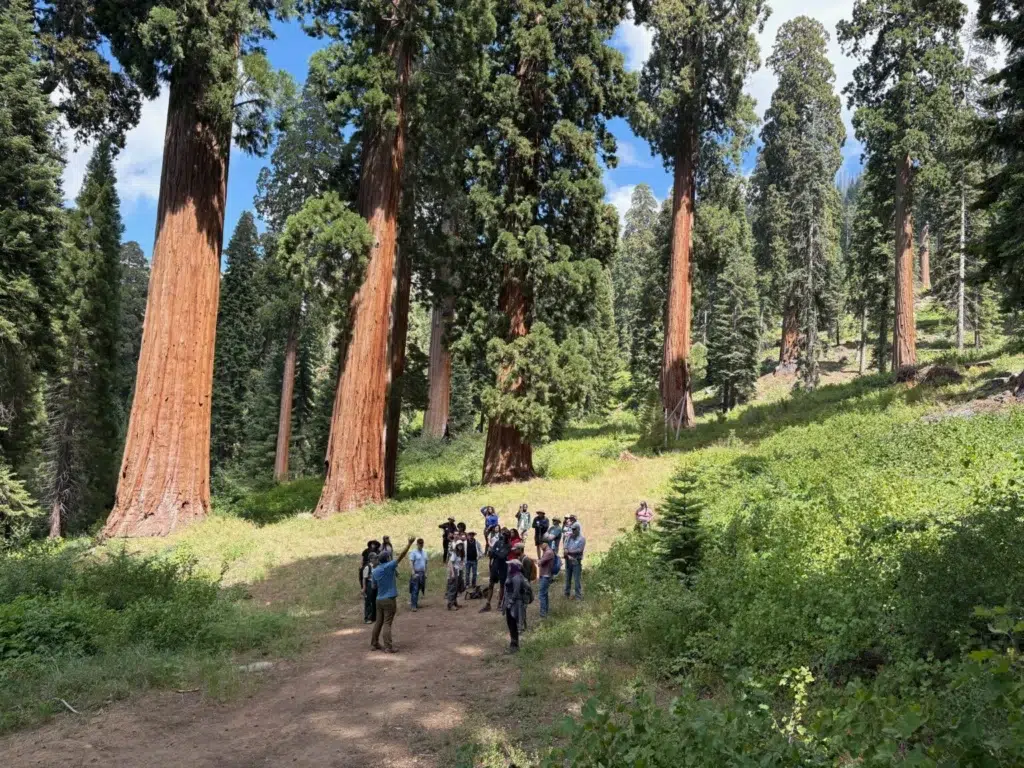 A group of hikers fills a wide path in a giant sequoia grove.
