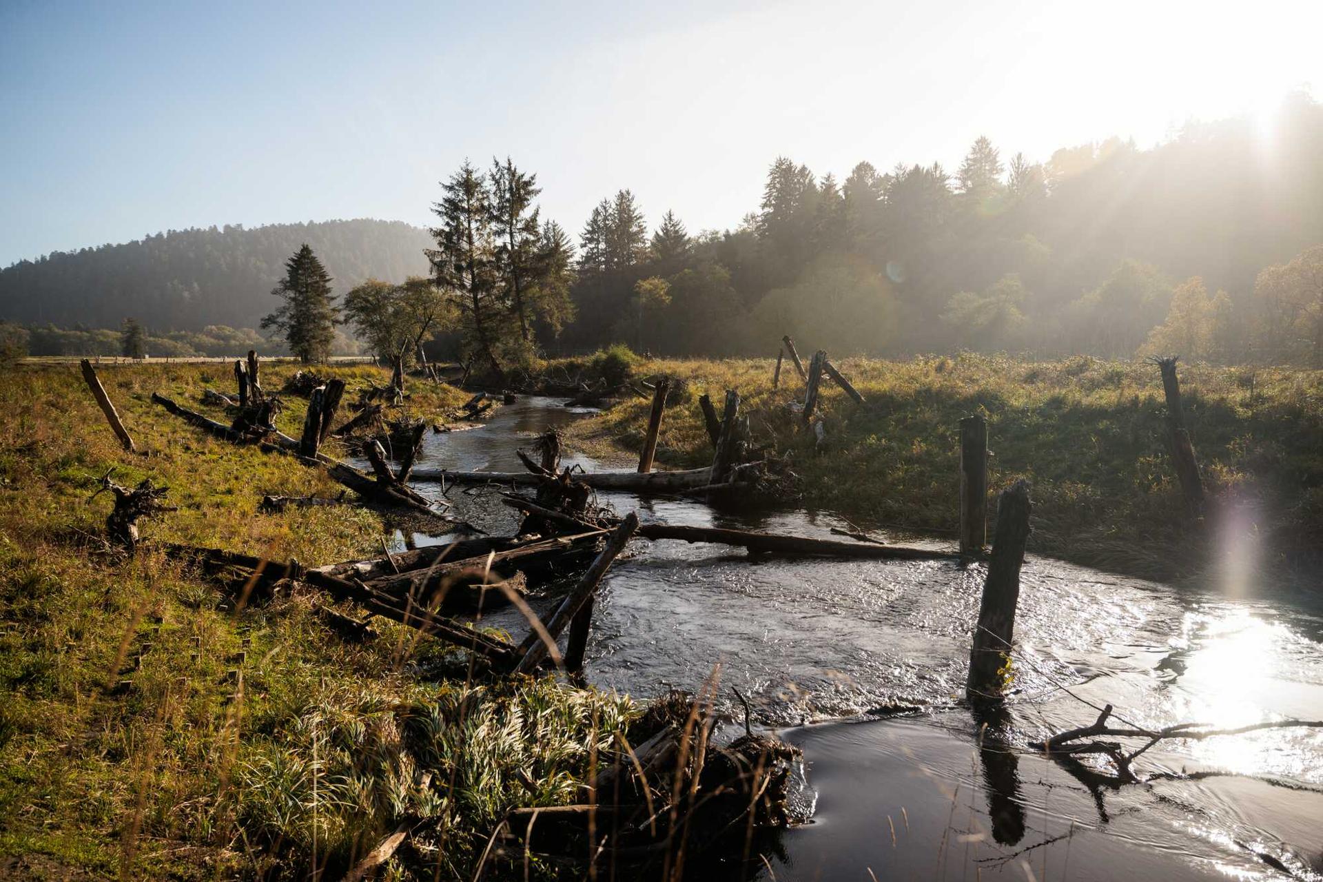 Woody debris on a stream with trees in the distance and a small hill on the left side