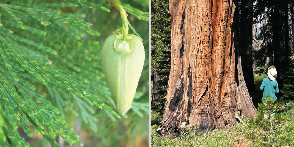 a close up of pine needles and a downward-pointed green bulb on the left, and someone staring up at a large tree trunk on the right