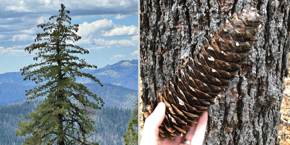 a very tall singular pine tree shown with a mountainous backdrop on the left. on the right, a hand holds out a very elongate pinecone