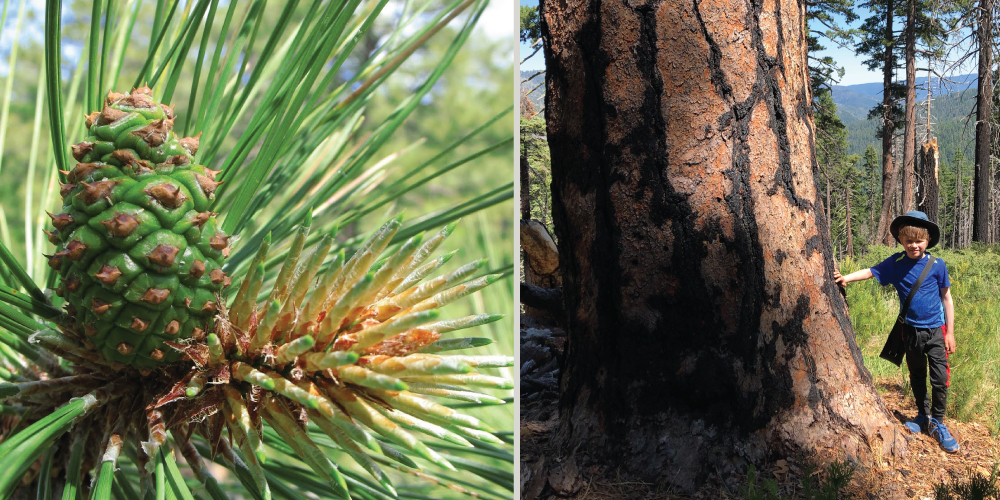 a greenish pinecone with green needles poking out on the left, and a boy placing a hand against a large, striped tree trunk on the right