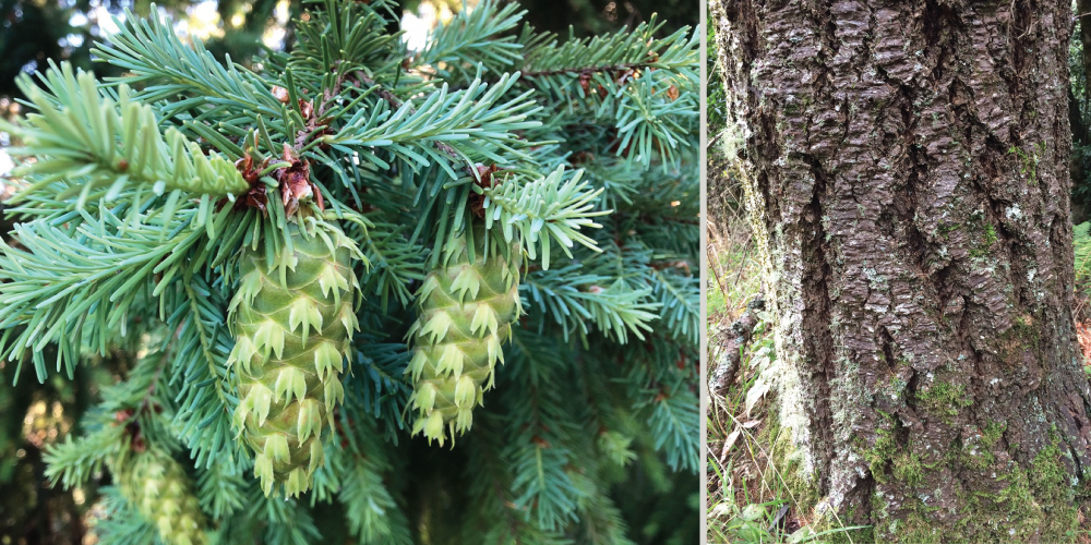 a pair of green pinecones with leafy-looking extensions on the scales to the left, and a rough-looking tree trunk on the right