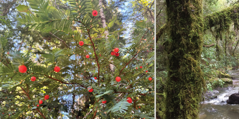 fern-like foilage with red conical shapes on the left, and a moss-covered tree trunk on the righ