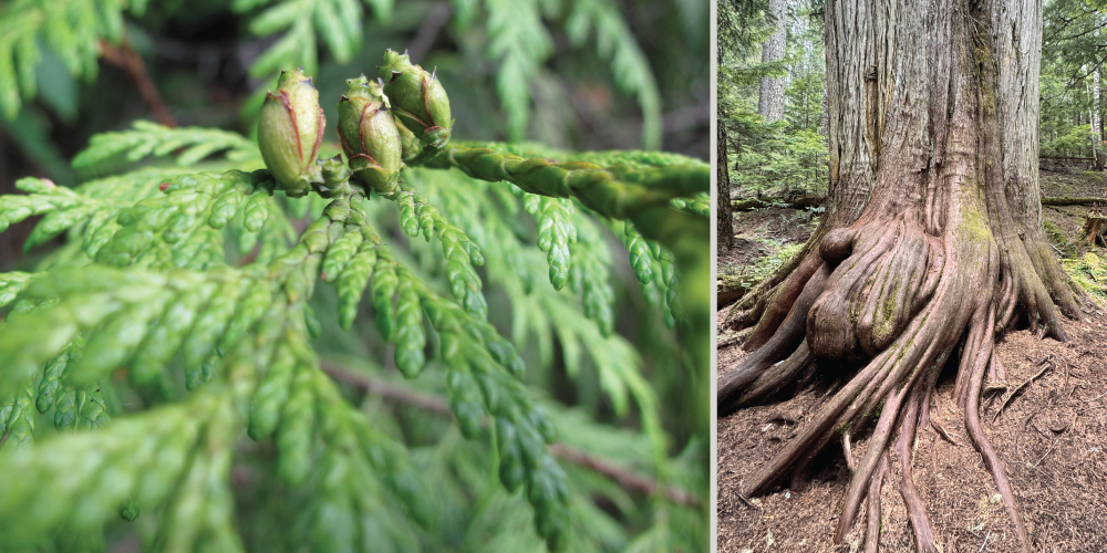 close up of a pine leaf with three tiny buds growing on the left. on the right, a tree root porturding from the ground