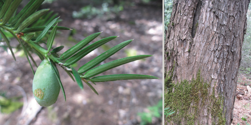 A green-skinned nut growing on a stem with sharp leaves on the left, and a tree trunk on the right