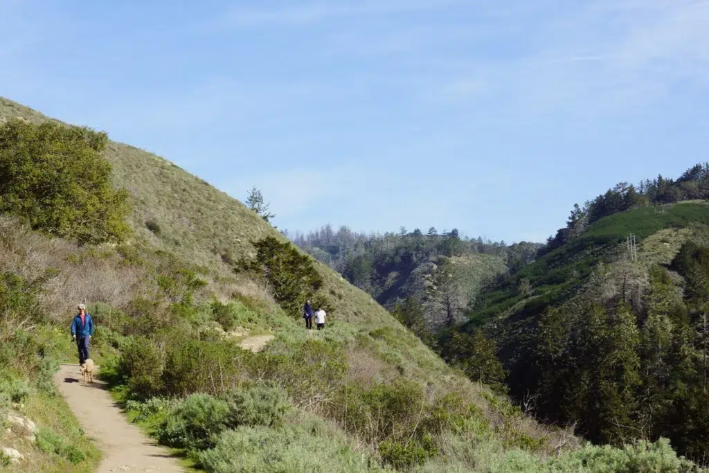 Hikers make their way toward the viewer down a trail next to a canyon with redwoods in the distance.