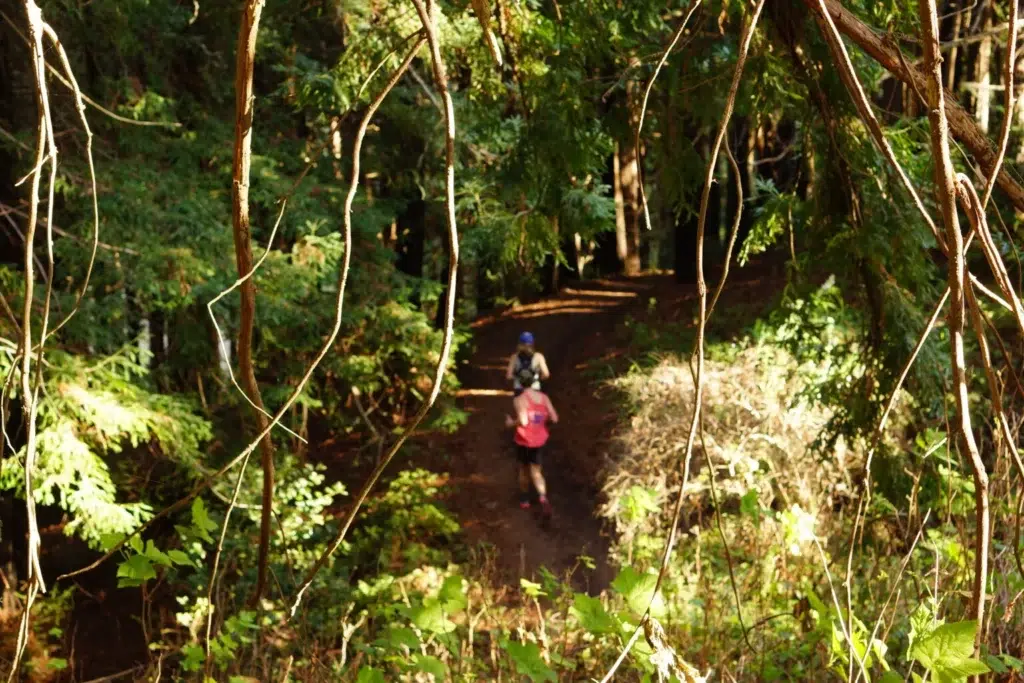 Photo shows two train runners along a lush redwood trail.