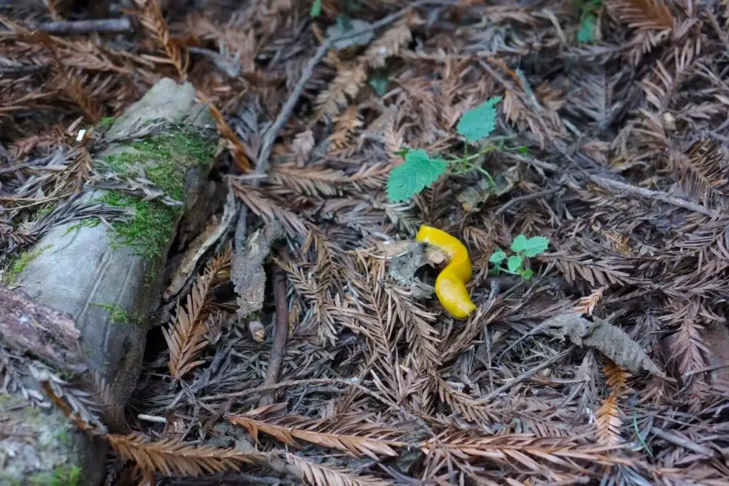 A bright yellow banana slug crawls over fallen redwood needles.