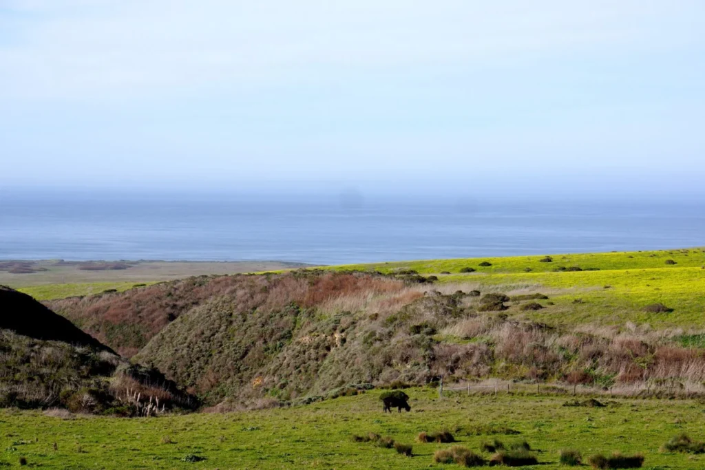 A black cow grazes in a field of green grass and yellow flowers with a blue ocean in background.
