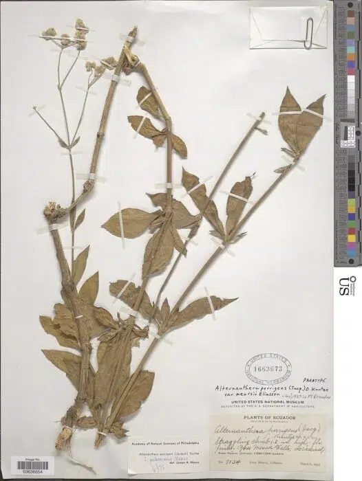 brown, dried plant taped to a white paper with some stamps and records in the bottom right corner